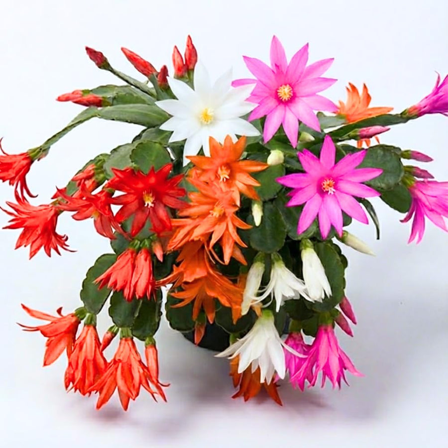 Random Easter Cactus Plant Live, Holiday Blooming Indoor Plants Live Houseplants, Succulents Well-Rooted 5-8" Tall, No Pot