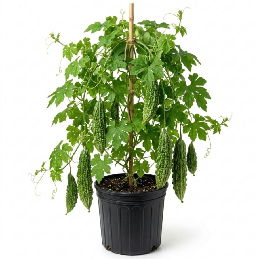 Bitter Melon Plant, 4-8 Inch Tall Plant in 4 Inch Pot - Green Bitter Gourd Vegetable Vine Plant for Outdoor Garden Trellis