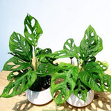2 Swiss Cheese Plants Live, Monstera Live Plants, Swiss Cheese Philodendron House Plants for Planting, Rare Leaf Monstera 4 to 6 Leaves (Monstera Adansonii Narrow Leaf)