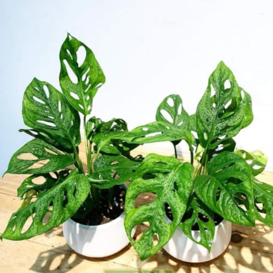 2 Swiss Cheese Plants Live, Monstera Live Plants, Swiss Cheese Philodendron House Plants for Planting, Rare Leaf Monstera 4 to 6 Leaves (Monstera Adansonii Narrow Leaf)