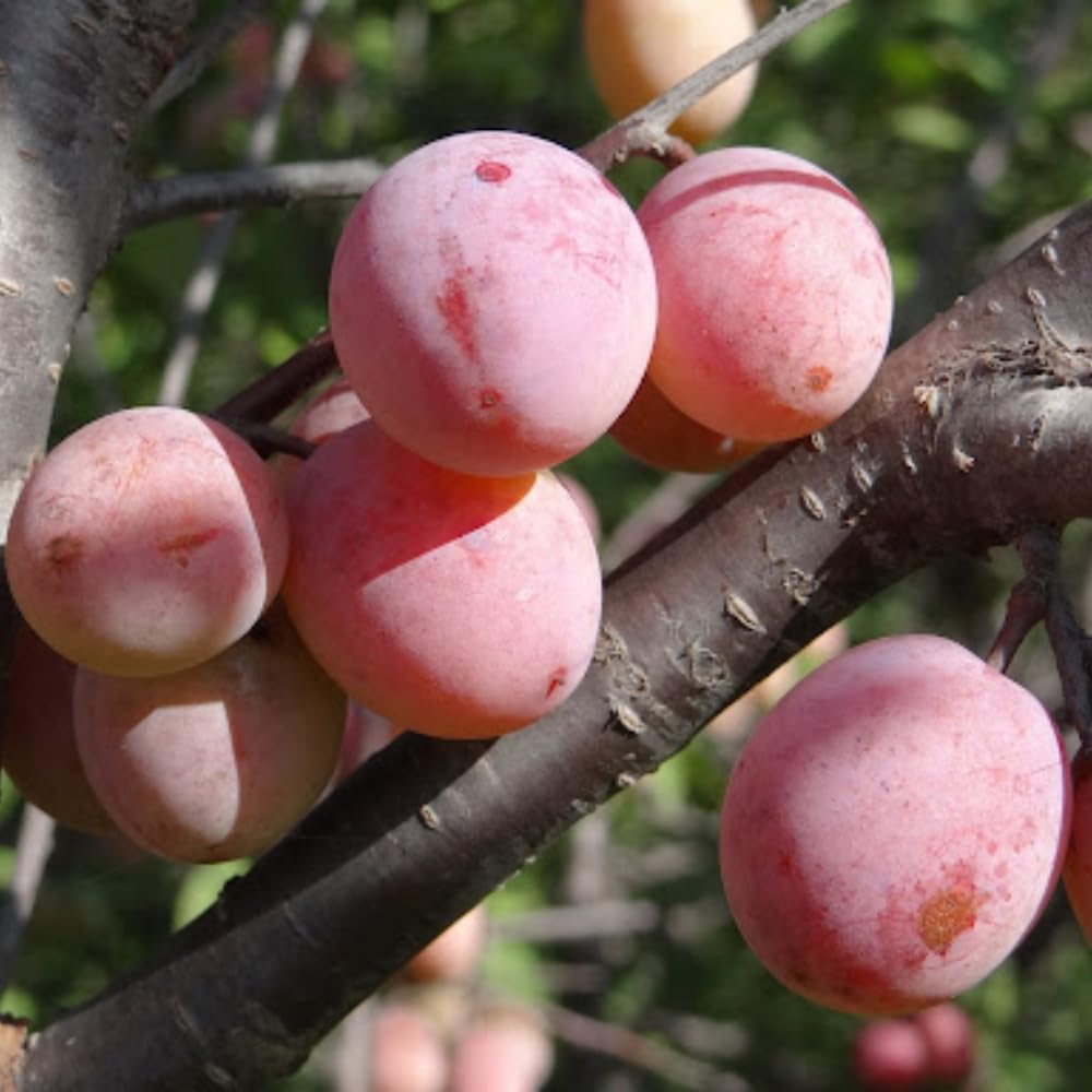 Wild Plum Tree Live Plant, 1.5-2 Feet Height, Bareroot Dormant Plum Plant Live for Planting Outdoors, Plum Tree Plant