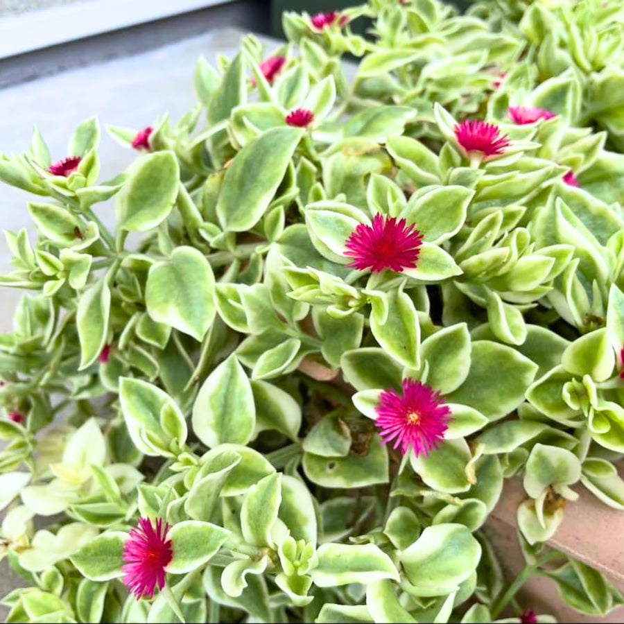 2 Variegated Baby Sun Rose Live Plants, Pink Ice Succulent in 2" Pots for Garden, Containers
