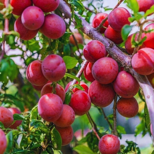 24 Red Plum Tree Live Plants Cuttings, Plum Cuttings Unrooted for Gardening, 6 to 8 Inches Tall, Not Rooted