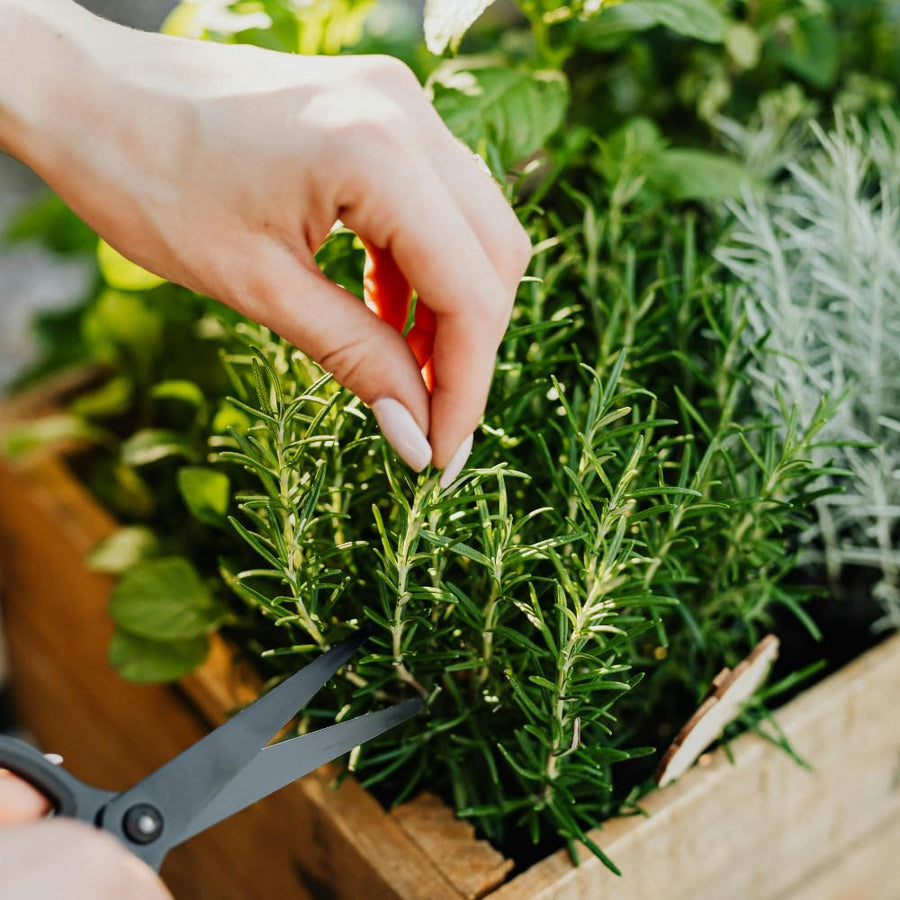 Pack of 400 Rosemary Seeds for Planting, Rosemary Seed, Heirloom Herb Seeds for Indoor Outdoor Garden