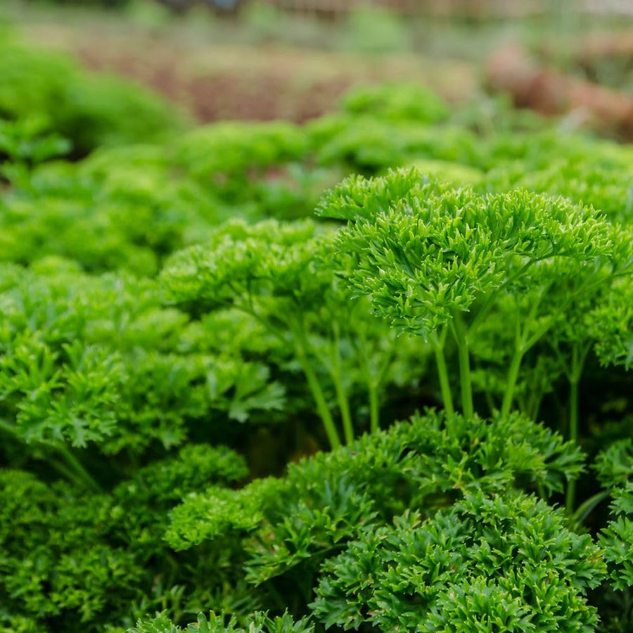 250 Parsley Seeds for Planting, Herb Seeds for Garden, Indoor and Outdoor Growing
