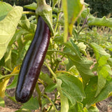 Purple Eggplant Plant for Planting, 4-7" Tall in 4 Inches Pot, Eggplant Vegetable Plants, Eggplants Seedling for Garden Growing