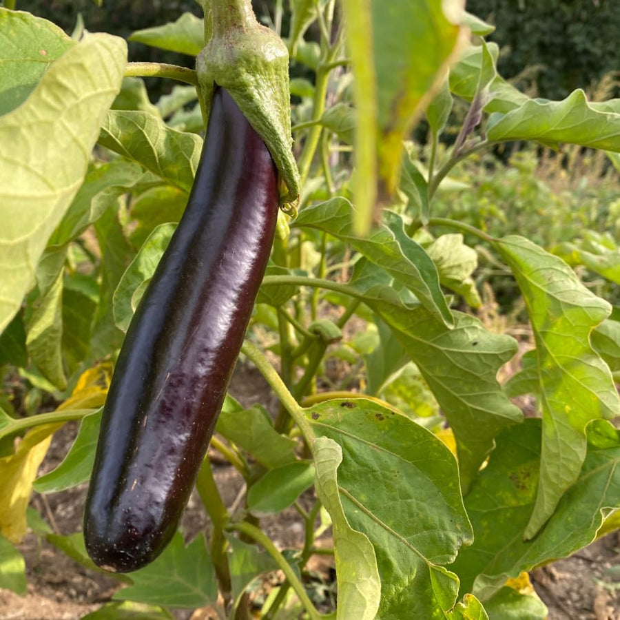 Purple Eggplant Plant for Planting, 4-7" Tall in 4 Inches Pot, Eggplant Vegetable Plants, Eggplants Seedling for Garden Growing