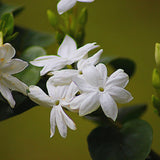 3 White Jasmine Plants Live, Live Jasmine Plants, Jasmine Live Plants, 4'' to 6'' in Height, Outdoor Indoor Growing Gardening