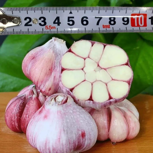 1 LB Jumbo Size Blue Music Garlic for Planting in Spring, Softneck Hardneck Garlic Bulbs for Planting, Fresh and High Yield, Cold Hardy, Fast-Growing, 5-6 Bulbs Garlic