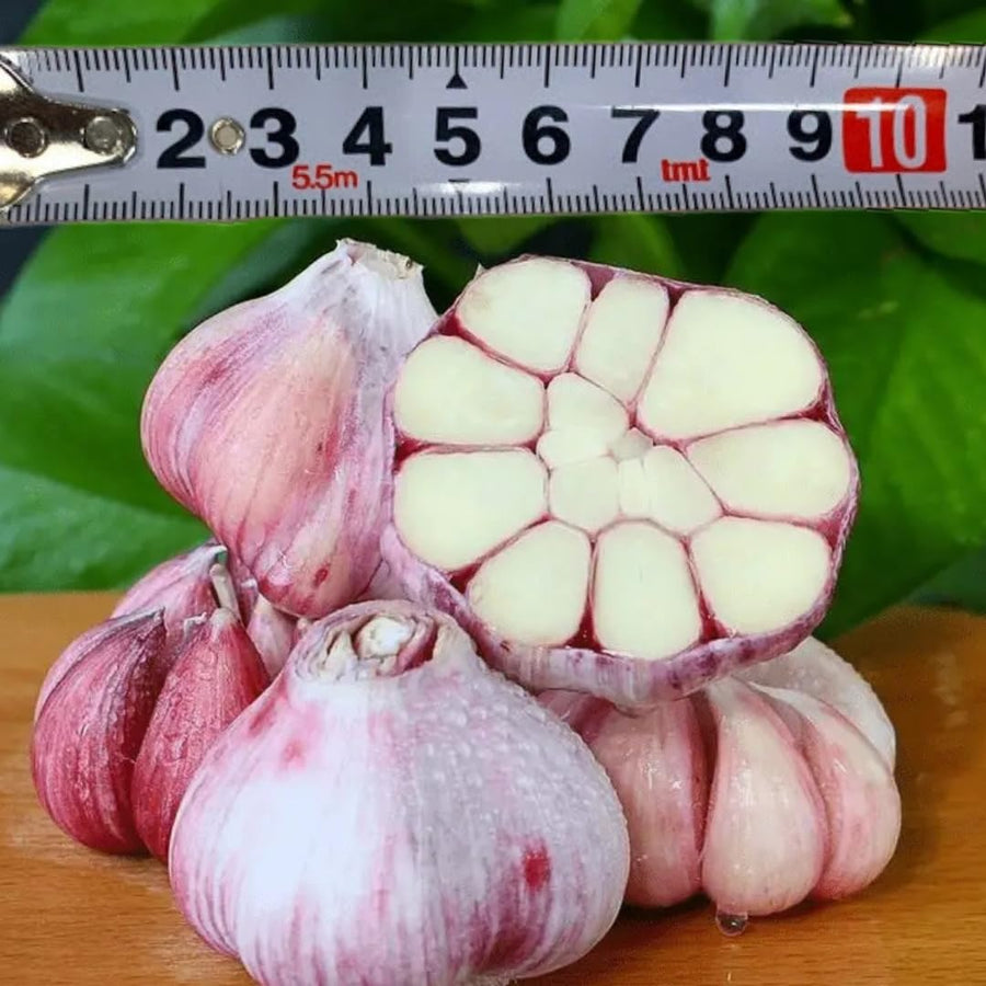 1 LB Jumbo Size Blue Music Garlic for Planting in Spring, Softneck Hardneck Garlic Bulbs for Planting, Fresh and High Yield, Cold Hardy, Fast-Growing, 5-6 Bulbs Garlic