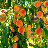 1 Year Old Red Peach Seedling Tree Live Plant, 6 to 12 Inches in Tall, Winter Hardy for Gardening Outdoor, Dormant, No Leaf, No CA