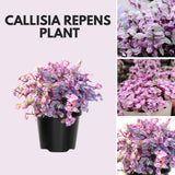 Pink Lady Callisia Repens Plant Live, Callisia Repens Succulent Plants, Pink Turtle Vine Indoor Houseplant, 4 Inch Pot