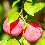 Santa Rosa Plum Tree Live Plant for Planting, Bareroot 2-3 Feet Height, Hardy Plum Plant Live Ready to Grow Your Garden