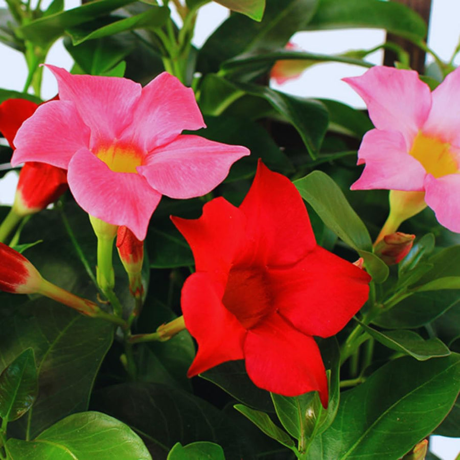 Pink Mandevilla Live Plants Vine, Set 2 Plants, Live Mandevilla Flower Plants Gardening, Mandevilla Vine Plant Growing