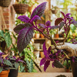 2 Gynura Aurantiaca Purple Passion Plants Live, 5-6'' Tall, Purple Velvet Foliage Houseplant, Indoor Tropical Trailing Vine Plant for Home Garden Decor