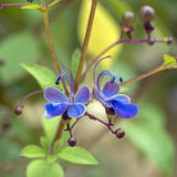 Random Clerodendrum Plants Live, Trailing Light Bulb Flowering Vine, 4-8 Inch Tall, Ready to Plant Outdoor