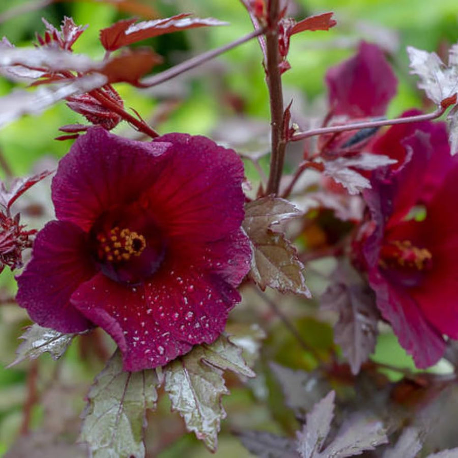 2 Hardy Hibiscus Plants Live, Hibiscus Flowers Plants Tree, 3 to 5Inc Long (Red Cranberry)