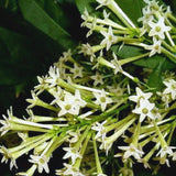 2 Night Blooming Jasmine Plants Live, 5 to 7 Inc Tall, Cestrum Nocturnum Plants Live, Jasmine Tree Seedlings