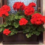 Red Geranium Plants Live, 2 Plants, Geranium Flower Plants, Size Plant 4 Inches
