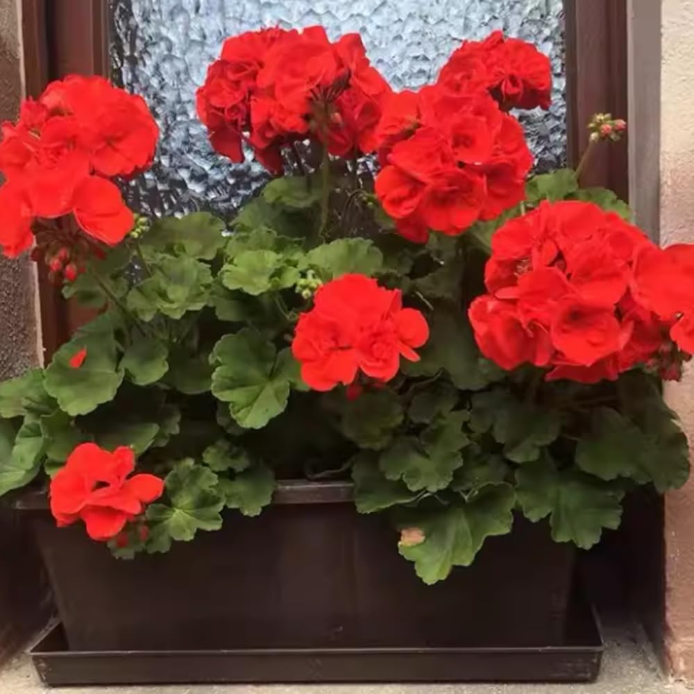 Red Geranium Plants Live, 2 Plants, Geranium Flower Plants, Size Plant 4 Inches