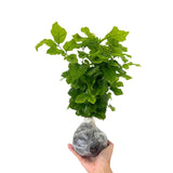 2 Sambac Jasmine Plants, 4 to 6 Inc Long, Maid of Orlean Jasmine Live Plants, Jasmine Well Rooted, White Jasmine Flower Plants Tree Live