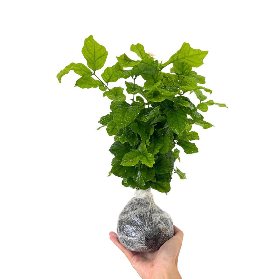 2 Sambac Jasmine Plants, 4 to 6 Inc Long, Maid of Orlean Jasmine Live Plants, Jasmine Well Rooted, White Jasmine Flower Plants Tree Live