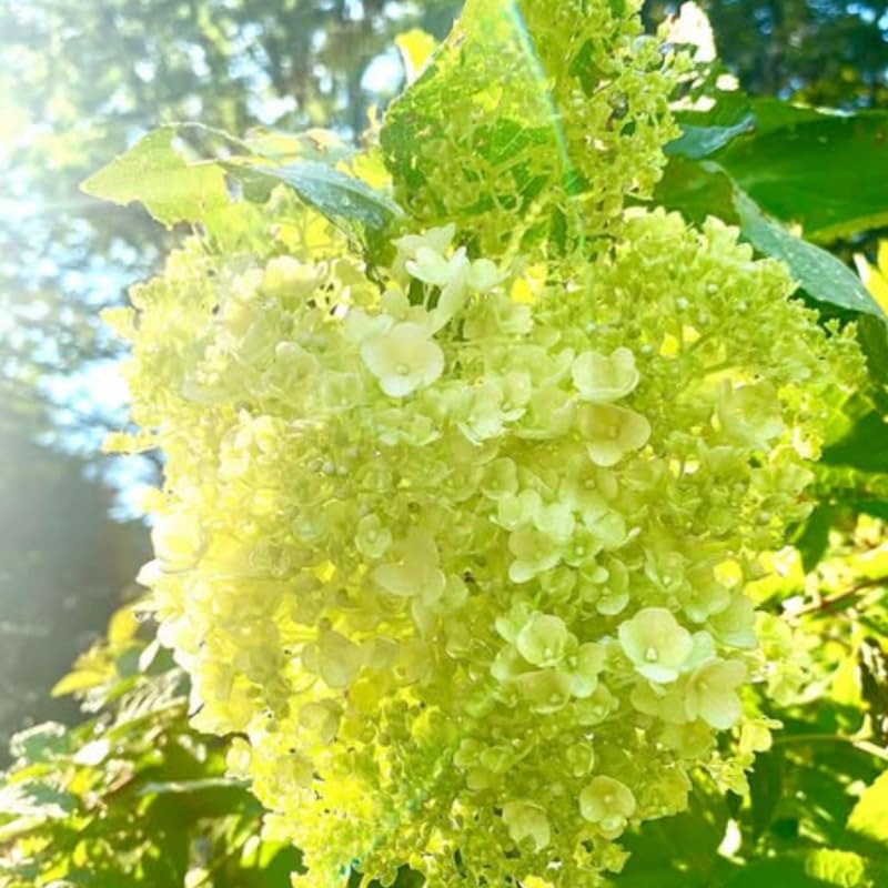 Lime White Hydrangea Tree Live Plant, Hydrangea Plant Live Garden, Perennial Flower Shrub Plant, Quart Pot