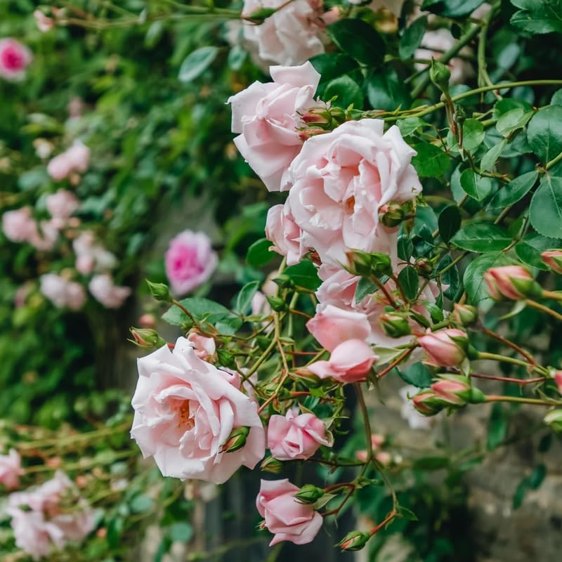 Climbing Roses Live Plants, Fragrant Climber Rose for Garden, 4 to 10 Inches Tall, Hybrid Tea Roses Bushes, Establish Root, Cut Back (Light Pink Rose)