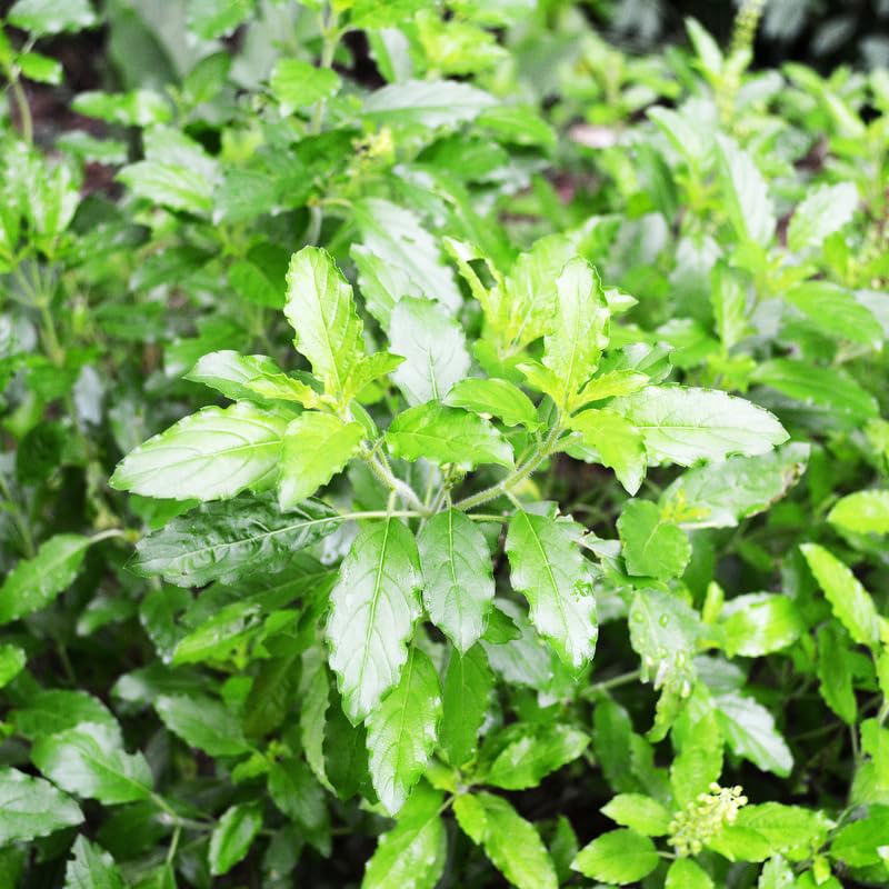 2500 Green Leaf Holy Basil Seeds, Fresh Holy Basil Seeds for Planting, Fragrant Herb