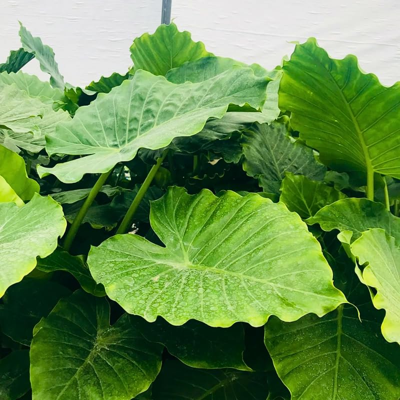 Alocasia Plant Live, Rare Elephant Ear Plant Indoor in 4 Inch Pot, Tropical Foliage, Compact Houseplant for Office, Room and Home Decor