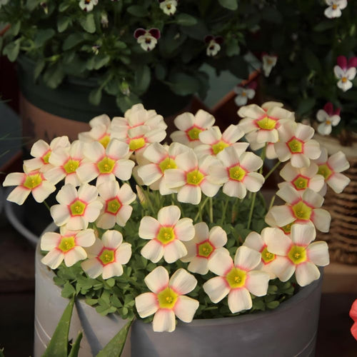 Light Yellow Oxalis Flower Plant in 4'' Pot, 4-8'' Tall, Shamrock Flowers Plants, Perennial Flower Plants for Indoor and Outdoor Garden