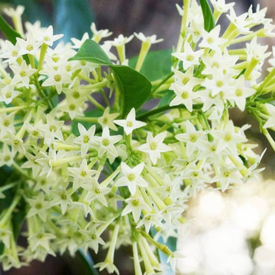 Live Jasmine Plant, White Jasmine Flower, Fragrant Climbing Vine, 4-7 Inches Tall, Ready for Planting (Night Jasmine)