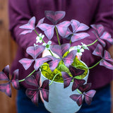 Purple Oxalis Triangularis Plant Live, 5-8 Inch Tall Purple Shamrock Houseplant, Indoor Decorative Foliage Plant, No Pot
