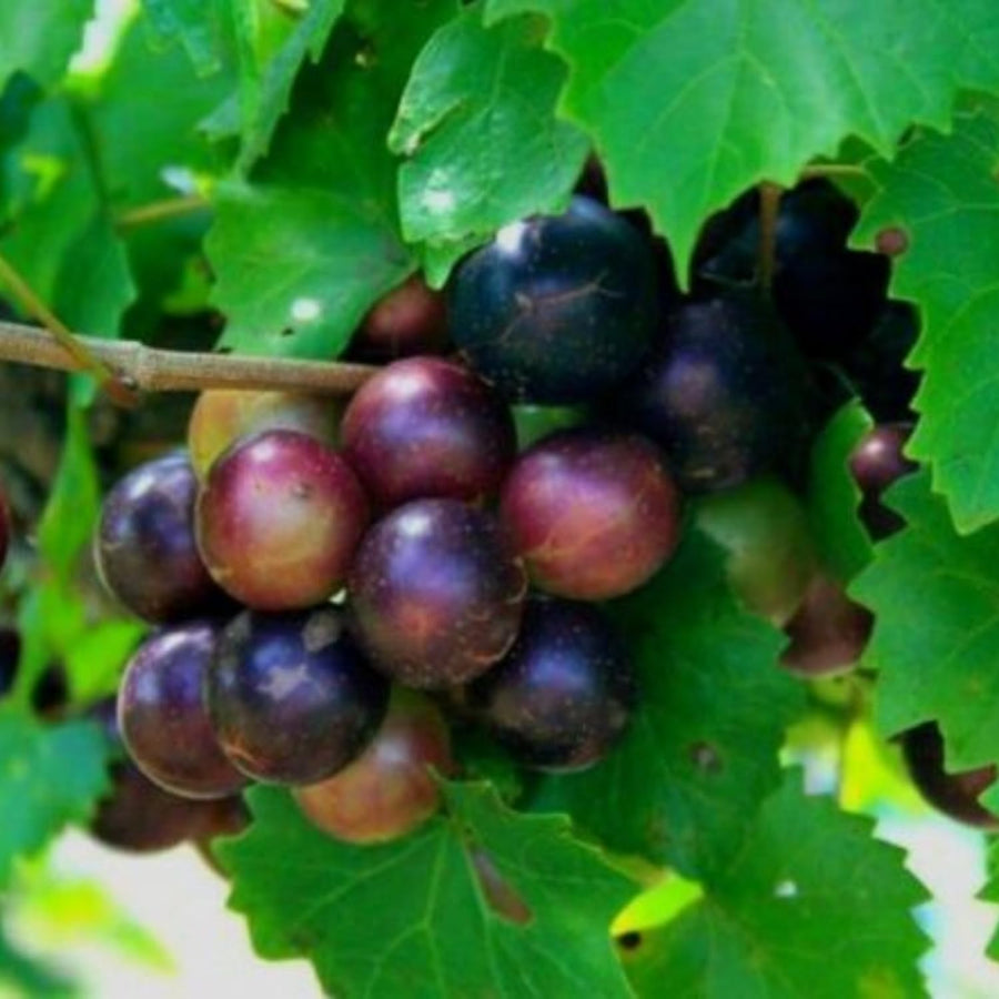 2 Muscadine Grape Vine Plants Live for Planting, Grape Plant Live Grape Tree, 4" Pot, Grape Fruit Tree