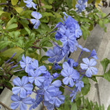 2 Blue Plumbago Live Plant 4-6 Inch Tall, Perennial Flowers Plant for Gardens, Patios, Landcapes, 2 Plant Per Pot, Hardy and Well-Rooted
