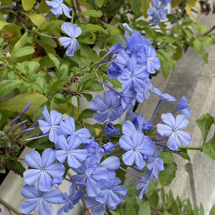 2 Blue Plumbago Live Plant 4-6 Inch Tall, Perennial Flowers Plant for Gardens, Patios, Landcapes, 2 Plant Per Pot, Hardy and Well-Rooted