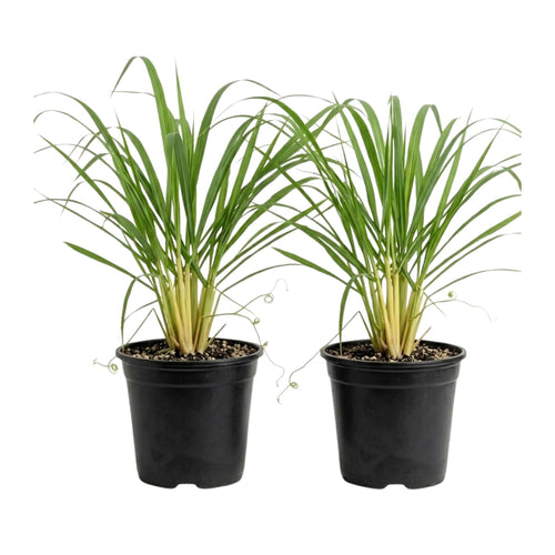 Set 4 Lemon Grass Live Plants, Lemongrass Plant Herb Plant Pot 4 Inc, 9 to 12 Inc Tall