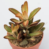 Kalanchoe Plant Live, Mother of Thousands Live Plant in 2" Pot, Rare Succulent Indoor Houseplant (Chocolate Kalanchoe)