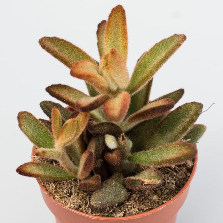 Kalanchoe Plant Live, Mother of Thousands Live Plant in 2" Pot, Rare Succulent Indoor Houseplant (Chocolate Kalanchoe)