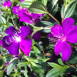 Lot 4 Purple Tibouchina Plants Live for Planting 5 to 8 Inch Tall, Fragrant Tibouchina Bush Live Plants