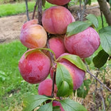 2-3 Feet Santa Rosa Plum Tree Live Plant, No Pot, Plum Tree for Planting, Cannot Ship to CA