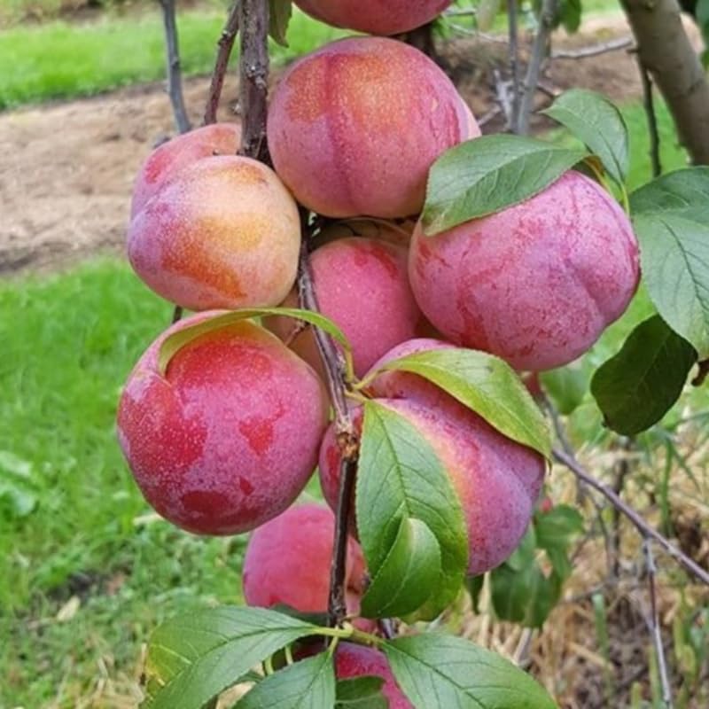 2-3 Feet Santa Rosa Plum Tree Live Plant, No Pot, Plum Tree for Planting, Cannot Ship to CA
