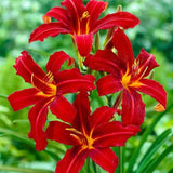 Pack 10 Daylily Bulbs for Planting Spring, Fast Blooming Hardy Perennial Lily Bare Roots for Outdoor Growing (October Day Lily)