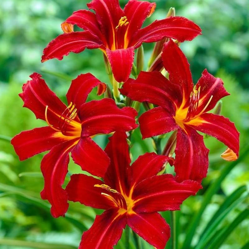 Pack 10 Daylily Bulbs for Planting Spring, Fast Blooming Hardy Perennial Lily Bare Roots for Outdoor Growing (October Day Lily)