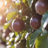 Purple Passion Fruit Tree Live Plant, 2 Years Old Passionfruit Vine, Tropical Fruit Tree for Garden and Containers Growing, 2-3 Ft Tall