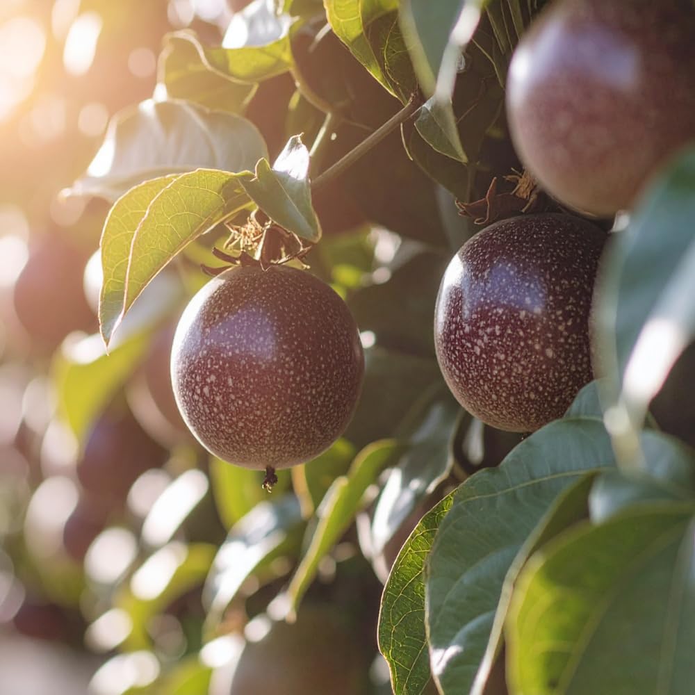 Purple Passion Fruit Tree Live Plant, 2 Years Old Passionfruit Vine, Tropical Fruit Tree for Garden and Containers Growing, 2-3 Ft Tall
