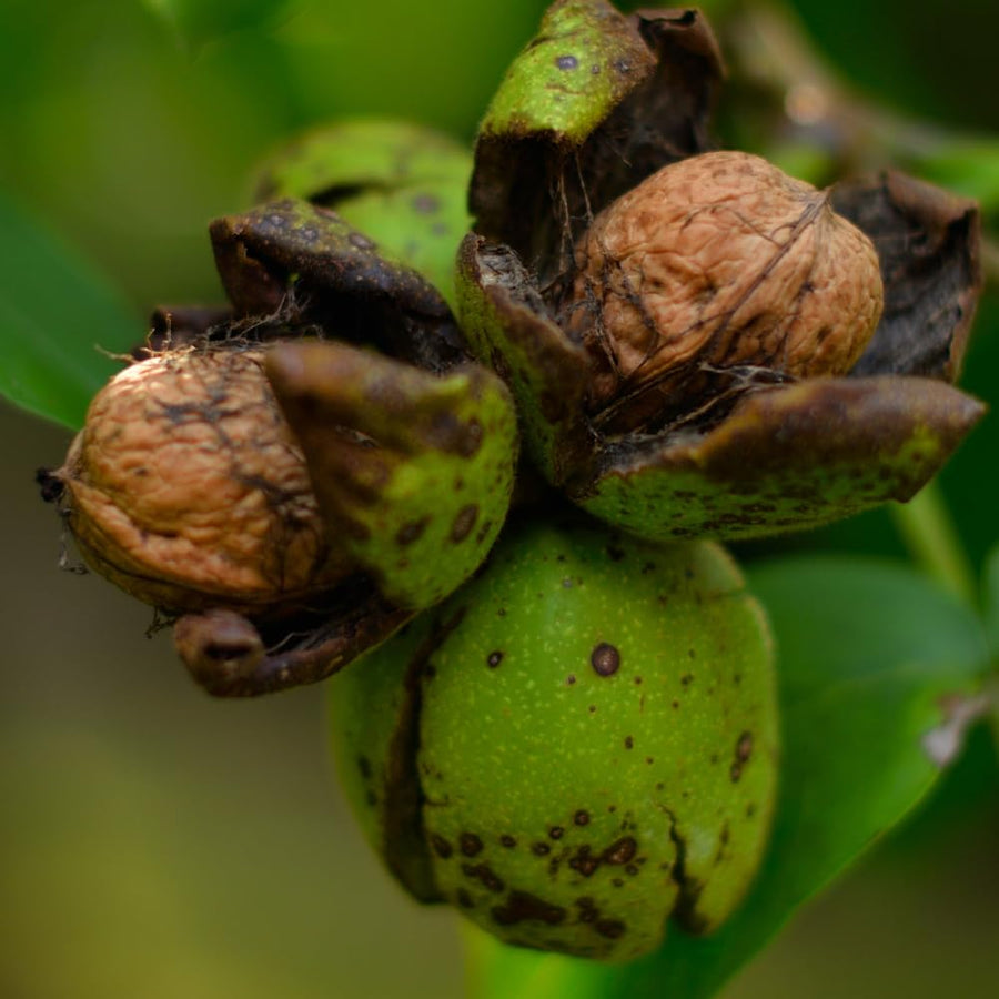 Black Walnut Tree Live Plant, 6 to 8 Inc Tall, Walnut Plant Live, Fruit Tropical Garden
