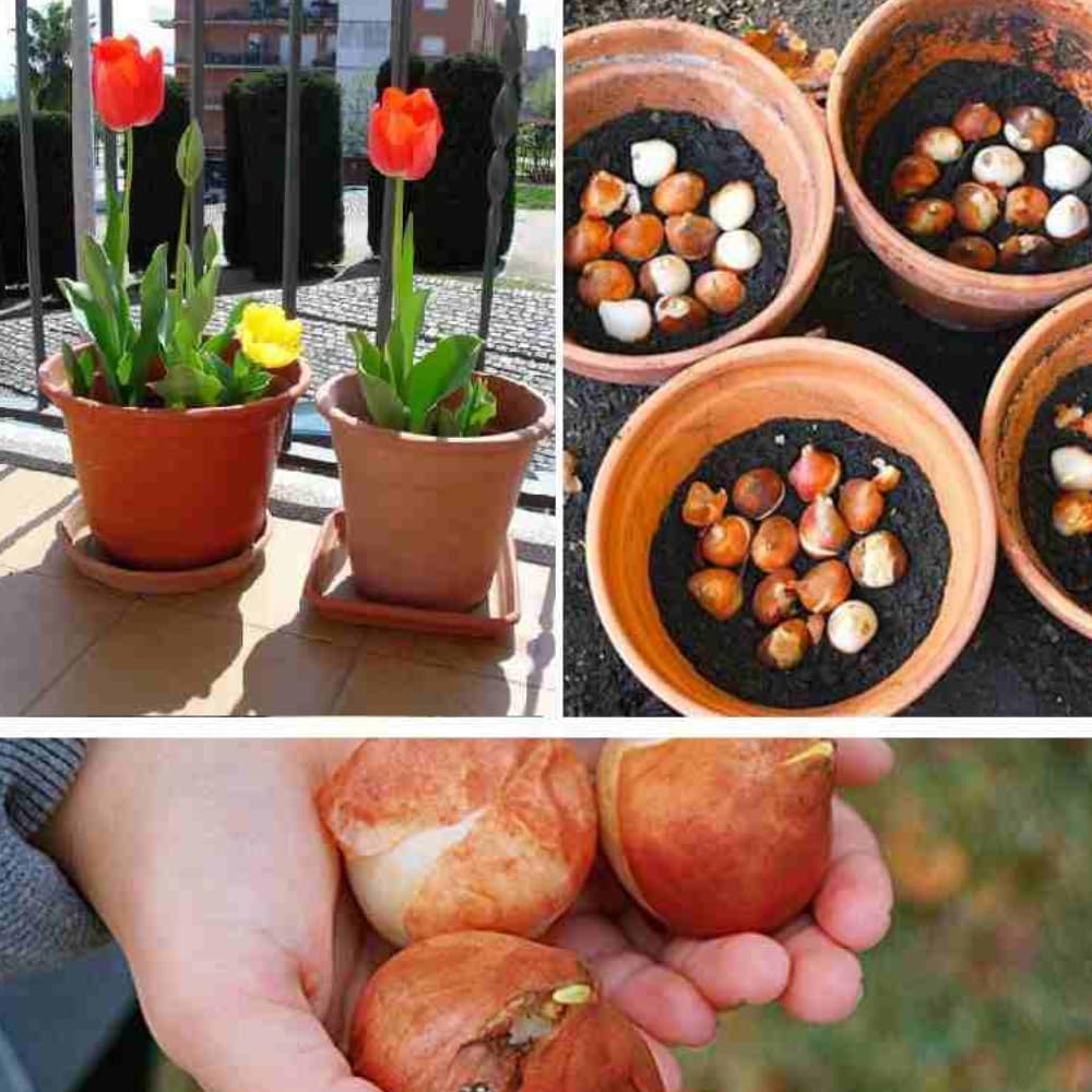 Set of 10 Tulip Bulbs, Live Mix Tulips, Spring Blooming Flower Bulbs for Garden Planting