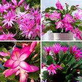 3 Pink Christmas Cactus Plants Live, Thanksgiving Cactus Easter Cactus Live Plants, 4-8 Inch Height, Holiday Blooms for Outdoor Spaces, No Pot, Bareroots