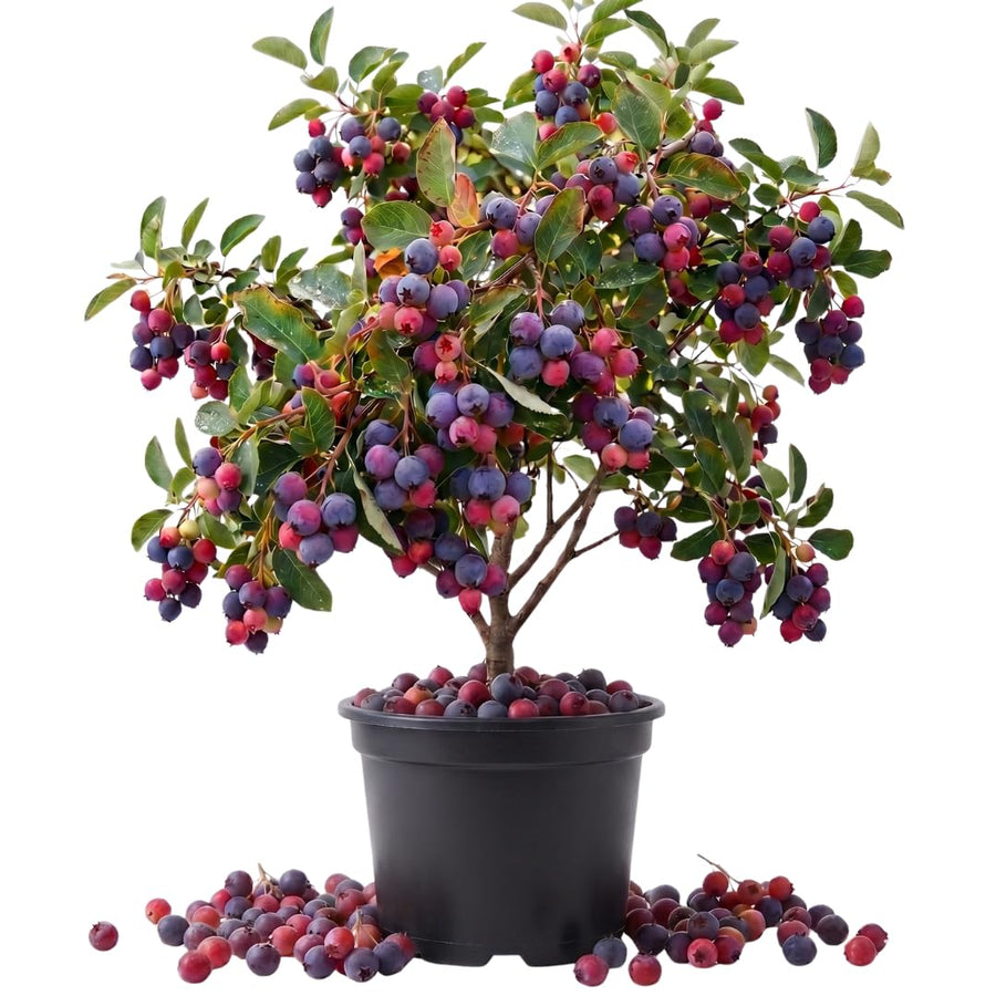 Set of 2 Serviceberry Tree Live Plant, Sweet Edible Berries, 16-24 Inches Tall, Ready to Grow, for Outdoor Garden